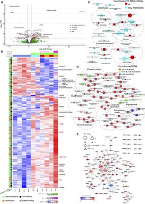 Transcriptomic changes in liver transplant recipients with non-alcoholic steatohepatitis indicate dysregulation of wound healing